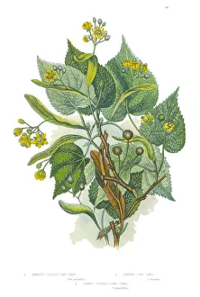 Victorian Botanical Illustration of a Lime Tree Victorian Botanical Illustration of a Lime Tree