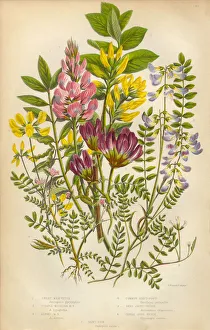Victorian Botanical Illustration of Milk Vetch and Vetch, Vicia Victorian Botanical Illustration of Milk Vetch and Vetch, Vicia