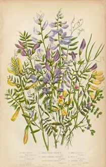 Victorian Botanical Illustration of Spring Vetch, Vicia, and Wood Bitter Victorian Botanical Illustration of Spring Vetch, Vicia, and Wood Bitter