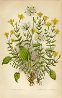 Victorian Botanical Illustration: St. Johns Wort Victorian Botanical Illustration: St. Johns Wort