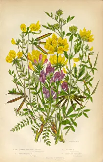 Victorian Botanical Illustration of Trefoil and Oxytropis, Legume Victorian Botanical Illustration of Trefoil and Oxytropis, Legume