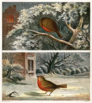 Images Dated 26th December 2016: Two Victorian illustrations of robins in the snow