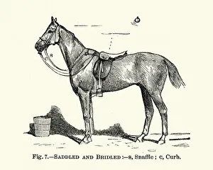 Victorian sports, Riding, Saddled and bridled, 19th Century Victorian sports, Riding, Saddled and bridled, 19th Century