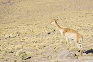 Vicuna -Vicugna vicugna- in the highland, San Pedro de Atacama, Antofagasta Region, Chile Vicuna -Vicugna vicugna- in the highland, San Pedro de Atacama, Antofagasta Region, Chile