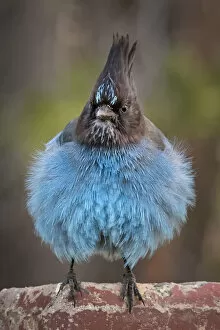 Crows And Jays Gallery: Stellers Jay Collection