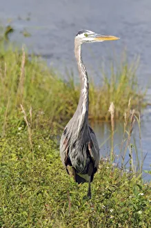 Front view of great blue heron, Ardea herodias. Everglades National Park, Florida, USA Front view of great blue heron, Ardea herodias. Everglades National Park, Florida, USA