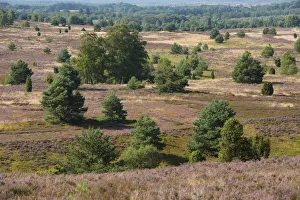 View of the heath landscape from Wilseder Berg hill with flowering Heather -Calluna View of the heath landscape from Wilseder Berg hill with flowering Heather -Calluna