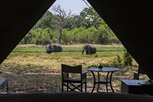 View from inside luxury tent onto the river bank with elephants grazing, Machaba Camp, Okavango Delta, Botswana View from inside luxury tent onto the river bank with elephants grazing, Machaba Camp, Okavango Delta, Botswana