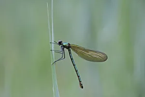 Detail view, macro, Beautiful Demoiselle -Calopteryx virgo-, female on reeds Detail view, macro, Beautiful Demoiselle -Calopteryx virgo-, female on reeds