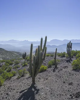 View from a mountain pass onto the barren landscape with Copao Cacti -Eulychnia acida View from a mountain pass onto the barren landscape with Copao Cacti -Eulychnia acida
