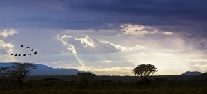 View of the Samburu National Park at dusk, Samburu National Reserve, Kenya, East Africa View of the Samburu National Park at dusk, Samburu National Reserve, Kenya, East Africa
