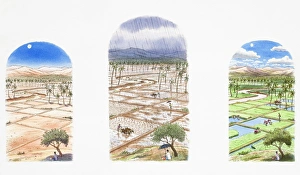 Three views of the same rice field in different weather conditions, during a draught Three views of the same rice field in different weather conditions, during a draught