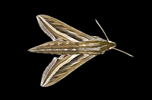 Vine Hawk-Moth or Silver-striped Hawk-Moth -Hippotion celerio-, Oromia Region, Ethiopia Vine Hawk-Moth or Silver-striped Hawk-Moth -Hippotion celerio-, Oromia Region, Ethiopia