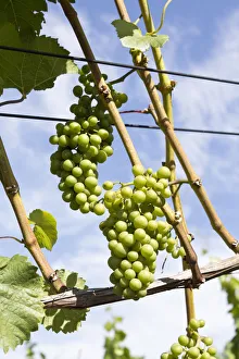 Vine stock with grapes on the Rotweinwanderweg wine trail, Bad Neuenahr-Ahrweiler Vine stock with grapes on the Rotweinwanderweg wine trail, Bad Neuenahr-Ahrweiler