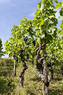 Vines on the Rotweinwanderweg wine trail, Bad Neuenahr-Ahrweiler, Rhineland-Palatinate Vines on the Rotweinwanderweg wine trail, Bad Neuenahr-Ahrweiler, Rhineland-Palatinate