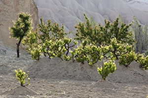 Vines, tufa formations, Goreme National Park, Cappadocia, Central Anatolia Region, Anatolia, Turkey Vines, tufa formations, Goreme National Park, Cappadocia, Central Anatolia Region, Anatolia, Turkey