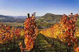 Vines, vine leaves in autumn colours, vineyard on Ahrsteig mountain, Ehlinger Ley Vines, vine leaves in autumn colours, vineyard on Ahrsteig mountain, Ehlinger Ley