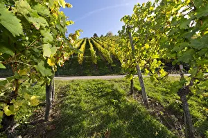 Vineyard, Stuttgart, Baden-Wurttemberg, Germany Vineyard, Stuttgart, Baden-Wurttemberg, Germany