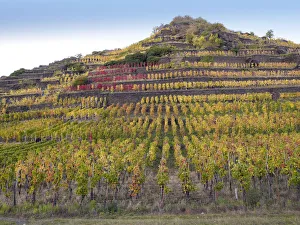 Vineyard with vines on steep slopes and terraces in autumn, Mayschoss, Ahrtal, Eifel Vineyard with vines on steep slopes and terraces in autumn, Mayschoss, Ahrtal, Eifel