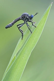 Violet black-legged robber fly -Dioctria atricapilla-, Haren, Emsland region, Lower Saxony, Germany, Europe Violet black-legged robber fly -Dioctria atricapilla-, Haren, Emsland region, Lower Saxony, Germany, Europe