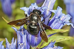 Violet Carpenter Bee or Indian Bhanvra -Xylocopa violacea- on a Willow Gentian -Gentiana Violet Carpenter Bee or Indian Bhanvra -Xylocopa violacea- on a Willow Gentian -Gentiana