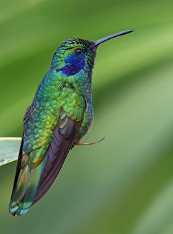Violet-eared Hummingbird (Colibri thalassinus) Violet-eared Hummingbird (Colibri thalassinus)