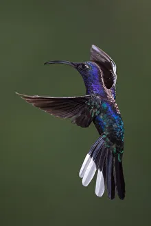 Violet Sabrewing, Campylopterus hemileucurus Violet Sabrewing, Campylopterus hemileucurus