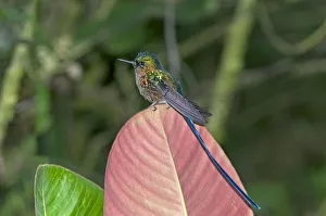 Violet-tailed Sylph -Aglaiocercus coelestis-, in its habitat, Tandayapa region Violet-tailed Sylph -Aglaiocercus coelestis-, in its habitat, Tandayapa region