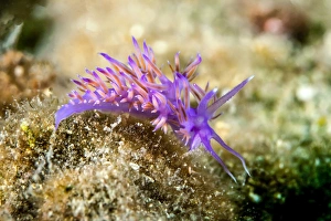 Violette sea slug -Flabellina affinis-, Mediterranean Sea, Croatia Violette sea slug -Flabellina affinis-, Mediterranean Sea, Croatia