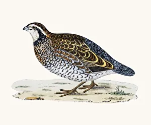 <b class=qtipBold><figcaption>Virginian Partridge</figcaption></b><br>A photograph of an original hand-colored engraving from The History of British Birds by Morris published in 1853-1891.<br><em>© mashuk</em> Virginian Partridge