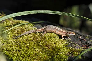 Viviparous lizard -Zootoca vivipara- in the biotope, sunbathing, Mecklenburg Lake District, Mecklenburg-Strelitz, Mecklenburg-Western Pomerania, Germany Viviparous lizard -Zootoca vivipara- in the biotope, sunbathing, Mecklenburg Lake District, Mecklenburg-Strelitz, Mecklenburg-Western Pomerania, Germany