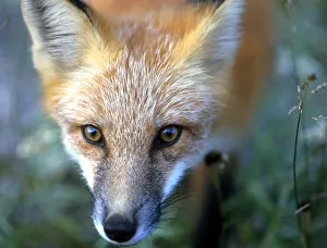 Vixen fox caught out in open in Newfoundland Vixen fox caught out in open in Newfoundland