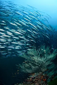<b class=qtipBold><figcaption>Vortex</figcaption></b><br>School of barracudaThailand. Sail rock.<br><em>© Andrey Narchuk</em> Vortex