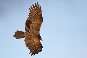 <b class=qtipBold><figcaption>Vulture</figcaption></b><br>Turkey Vulture on flight.<br><em>© Phoo Chan</em> Vulture