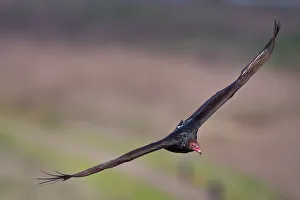 <b class=qtipBold><figcaption>Vulture</figcaption></b><br>Turkey vulture.<br><em>© Phoo Chan</em> Vulture