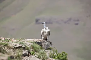 Vulture sit on rock in sun looking for food Vulture sit on rock in sun looking for food