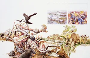 Vultures, buzzard and wild animals feeding on carcasses Vultures, buzzard and wild animals feeding on carcasses