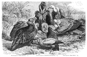 Vultures engraving 1895 Vultures engraving 1895