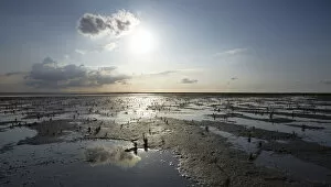 Mud Flat Gallery: Wadden Sea with Samphire (Salicornia sp.), puddles and mud flats, Mellum Island