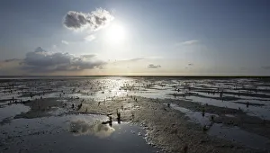 Wadden Sea with Samphire (Salicornia sp.), puddles and mud flats, Mellum Island, Lower Saxony Wadden Sea National Park, UNESCO World Heritage Site, Lower Saxony, Germany, Europe Wadden Sea with Samphire (Salicornia sp.), puddles and mud flats, Mellum Island, Lower Saxony Wadden Sea National Park, UNESCO World Heritage Site, Lower Saxony, Germany, Europe