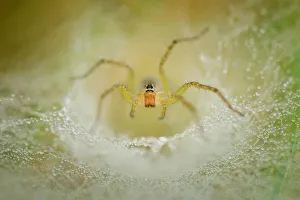 <b class=qtipBold><figcaption>Waiting at Home</figcaption></b><br>Insects On Earth, 186891061<br><em>© Donald Jusa</em> Waiting at Home