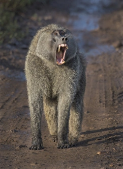 <b class=qtipBold><figcaption>walking baboon</figcaption></b><br>baboon with open mouth walking on the road in ngorongoro crater<br><em>© Russell Burden</em> walking baboon