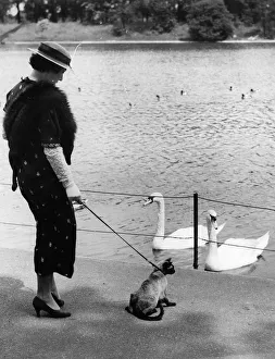 Walking The Cat Walking The Cat