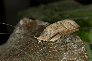 Walking leaf, Leaf bush cricket or katydid -Typophyllum sp.-, mimicking a withered leaf, Tiputini rain forest, Yasuni National Park, Ecuador, South America Walking leaf, Leaf bush cricket or katydid -Typophyllum sp.-, mimicking a withered leaf, Tiputini rain forest, Yasuni National Park, Ecuador, South America