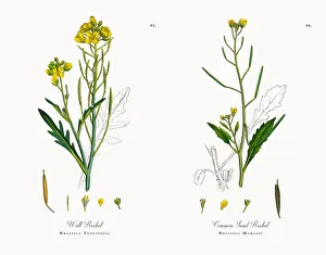 Wall Rocket, Brassica Tenuifolia, Victorian Botanical Illustration, 1863 Wall Rocket, Brassica Tenuifolia, Victorian Botanical Illustration, 1863