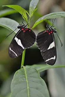 Wallaces Longwing -Heliconius wallacei-, native to Ecuador, butterfly house, Forgaria nel Friuli, Udine province, Italy Wallaces Longwing -Heliconius wallacei-, native to Ecuador, butterfly house, Forgaria nel Friuli, Udine province, Italy