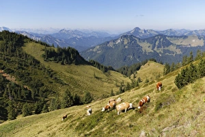 Wallenburg alpine pasture at Mt Croda Rossa or Rotwand, Mt Risserkogel on the right at Wallenburg alpine pasture at Mt Croda Rossa or Rotwand, Mt Risserkogel on the right at