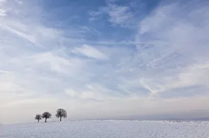 Walnut Trees -Juglans regia- in a snow-covered field against a cloudy sky, Southern Palatinate, Rhineland-Palatinate Walnut Trees -Juglans regia- in a snow-covered field against a cloudy sky, Southern Palatinate, Rhineland-Palatinate