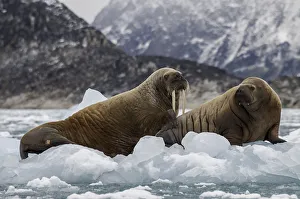 <b class=qtipBold><figcaption>Walruses On Ice</figcaption></b><br>Mother and calf walruses resting on floating ice in a fjord in Northern Svalbard<br><em>© �� 2016 Wildestanimal</em> Walruses On Ice