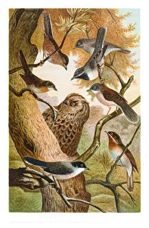 Warbler and owl illustration 1882 Warbler and owl illustration 1882